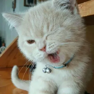 🐱 кот, котенок, домашнее животное, милый, животное, кошачий telegram sticker