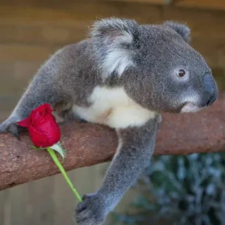 🐨 koala, animal, rose, flower, cute, australia, nature telegram sticker