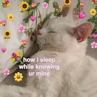 🍬 how i sleep while knowing ur mine cat, sleeping, cute, love, flowers, heart whatsapp sticker