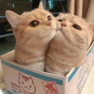 ❣️ キャットフード kot, koty, pudełko, karma dla kota, zwierzę, kociak, zwierzę domowe, słodki telegram sticker