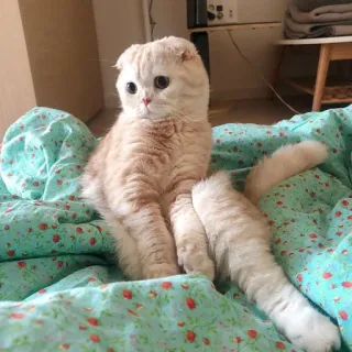 😔 cat, kitten, pet, animal, cute, scottish fold telegram sticker