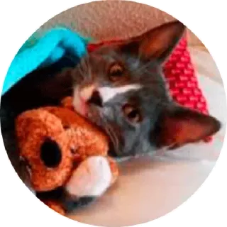 😋 chat, chaton, animal de compagnie, animal, mignon telegram sticker