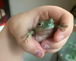 😋 grenouille, amphibien, animal de compagnie, mignon, vert, animal whatsapp sticker