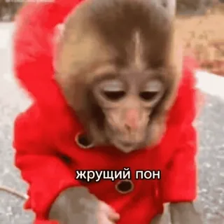 🤰 жрущий пон monyet, kera, binatang, imut, hoodie merah, lucu telegram sticker