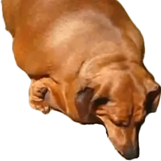 😢 cane, animale, animale domestico telegram sticker