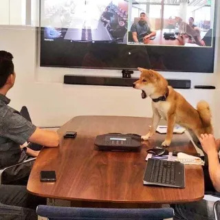 😡 Hund, Shiba Inu, Meeting, Büro, Zoom-Anruf, Konferenz, Business telegram sticker