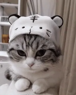 🥺 แมว, ลูกแมว, เสือ, หมวก, สัตว์, น่ารัก, สัตว์เลี้ยง, สัตว์เลี้ยง whatsapp sticker