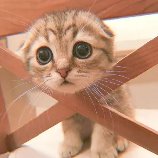 🐯 gattino, gatto, carino, animale, animale domestico, grandi occhi, scottish fold whatsapp sticker