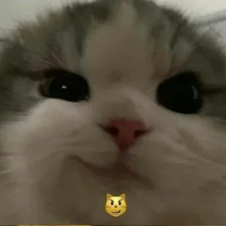 😏 Katze, Kätzchen, Tier, Haustier, süß, flauschig, zahm whatsapp sticker