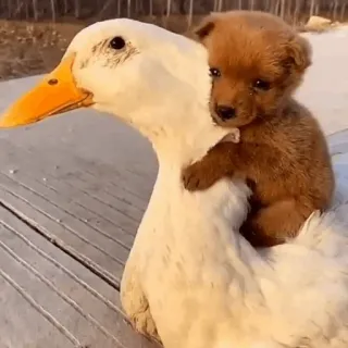 ❤️ pato, filhote, animais, amizade, fofo, cachorro, pássaro telegram sticker