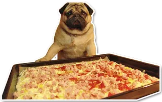 Pug whatsapp stickers
