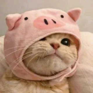 🐾 cat, pig hat, animal, pet, cute, funny, kitten telegram sticker