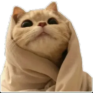 😸 cat, kitten, cute, animal, blanket, cozy telegram sticker