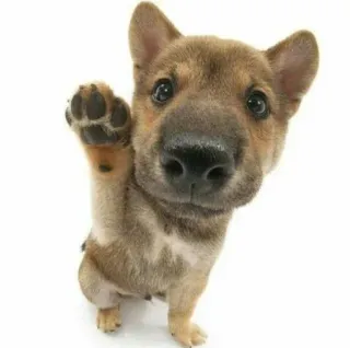 ☺️ chien, chiot, animal, mignon, animal de compagnie, amical, patte telegram sticker