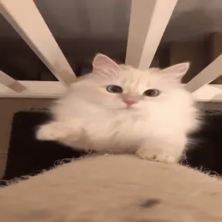 🐱 кот, белый кот, рэгдолл, милый, пушистый, питомец, животное whatsapp sticker