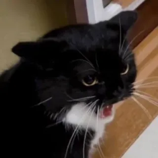 🤬 cat, black cat, angry cat, pet, animal whatsapp sticker