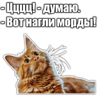 😯 ЦЦЦЦ! - думаю.
- Вот нагли морды! cat, meme, russian, animal, funny telegram sticker