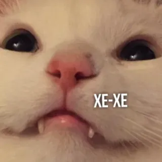 😄 XE-XE แมว, มีม, สัตว์, สัตว์เลี้ยง, ตลก, สีหน้า telegram sticker