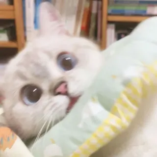 🐱 cat, animal, cute, pet, white cat, blue eyes, kitten whatsapp sticker