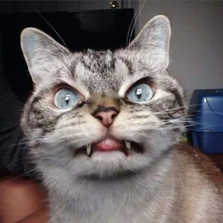 😬 gato, animal, animal de estimação, felino, fofo, engraçado telegram sticker
