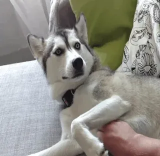 💢 husky, dog, pet, animal, mammal whatsapp sticker
