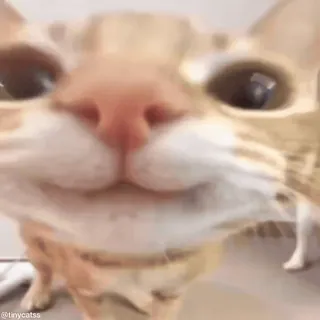 🤗 tinycatss cat, animal, pet, cute, funny, meme whatsapp sticker