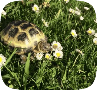 🌟 kura-kura, hewan, hewan peliharaan, reptil, alam, rumput, daisy, kebun whatsapp sticker