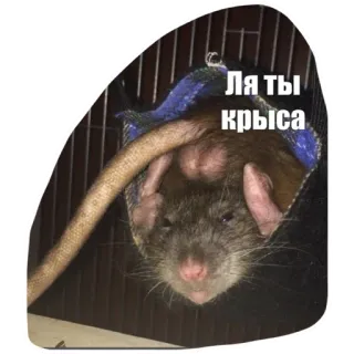 😉 Ля ты крыса rat, rodent, pet, meme, funny, animal, sarcasm telegram sticker