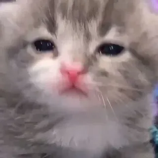 😭 小猫, 猫, 可爱, 宠物, 动物, 猫科动物 telegram sticker
