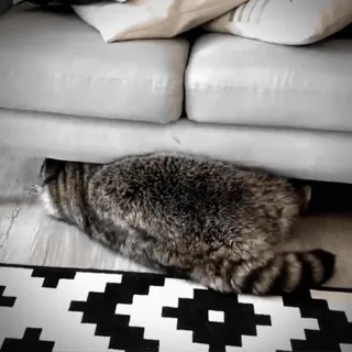 🥹 gato, bajo sofá, escondido, mascota, animal whatsapp sticker