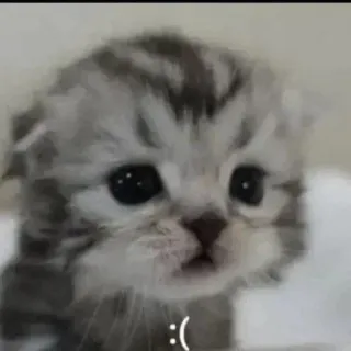 🤔 :( gatito, gato, triste, lindo, animal, mascota whatsapp sticker