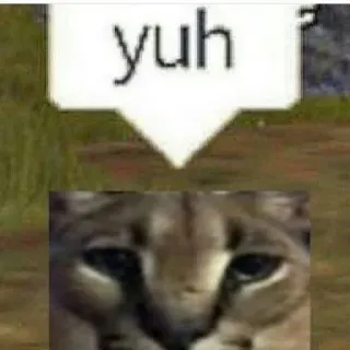 🐱 yuh cat, meme, animal telegram sticker