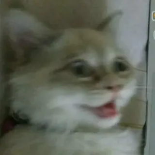 🙃 cat, animal, pet, meme, funny, cute telegram sticker