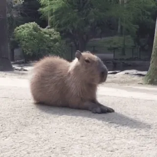 🦫 animal, mammifère, capybara, rongeur, mignon whatsapp sticker