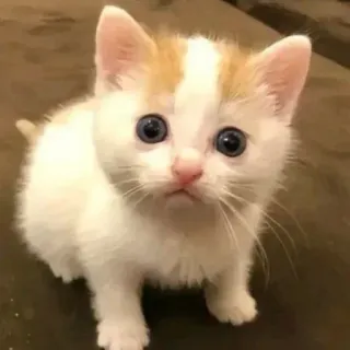 😂 猫, 子猫, 動物, 可愛い, ペット, 家畜 whatsapp sticker