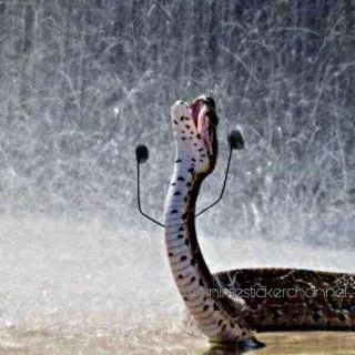 😫 schlange, regen, tier, natur, lustig whatsapp sticker