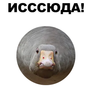 😐 ИСССЮДА! oie, oiseau, mème, animal, drôle whatsapp sticker