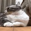 🥺