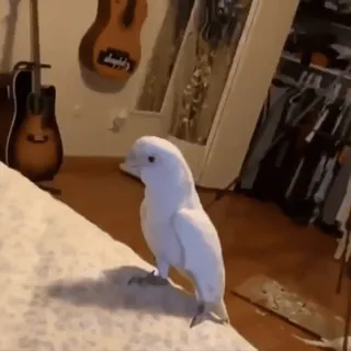 🦜 새, 코카투, 흰 새, 애완 동물, 동물 telegram sticker