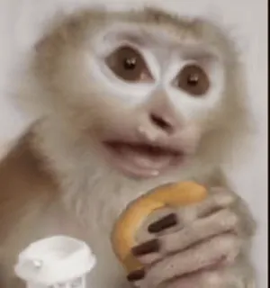 🌟 macaco, animal, primata, vida selvagem, fofo telegram sticker