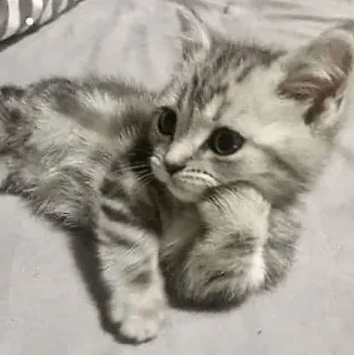 😐 gattino, gatto, animale, carino, felino, animale domestico, grigio, domestico telegram sticker