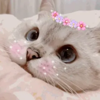 💖 gatto, carino, animale, animale domestico, gattino, fiori telegram sticker