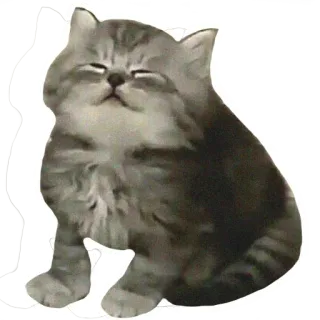 😊 kucing, anak kucing, lucu, hewan peliharaan, hewan telegram sticker