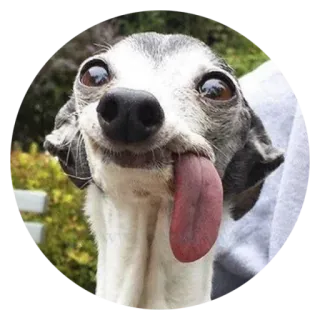 😜 犬, グレイハウンド, 面白い, 舌, ミーム, 動物, かわいい telegram sticker