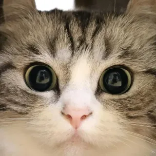 😡 cat, animal, pet, eyes, face, cute whatsapp sticker