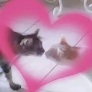 ❤ chats, coeur, amour, animaux, saint-valentin, animaux de compagnie telegram sticker