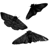 🦋