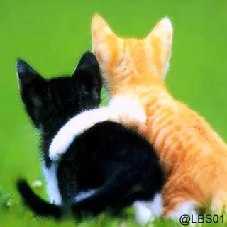 🦁 @LBS01 gato, gatinho, amigo, amizade, fofo, animais, animal de estimação telegram sticker