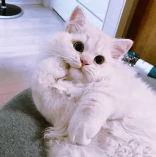 😟 mèo, thú cưng, động vật, mềm mại, trắng, dễ thương, nhà telegram sticker