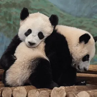 Panda(@PinkyCherry) telegram stickers